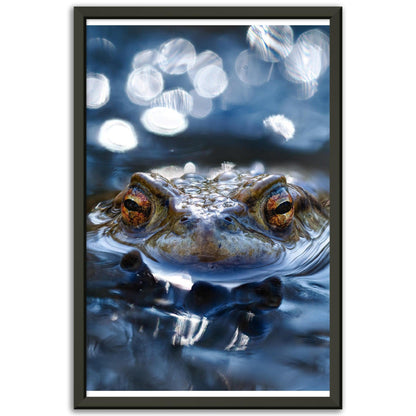 Erdkröte 6 - Printree.ch amphibien, amphibisch, arten, auge, biologie, bufo, ein, fauna, Foto, Fotografie, frosch, gemeinsam, herpetologie, kröte, makro, Martin_Reichenbach, nahaufnahme, natur, natürlich, pool, reflexion, schauen, teich, tier, umwelt, wasser, wild, wirbeltiere, zoologie