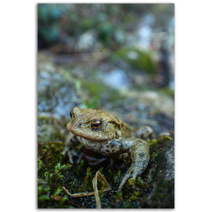 Erdkröte 7 - Printree.ch amphibisch, biologie, fauna, Foto, Fotografie, frosch, gemeinsam, kröte, makro, Martin_Reichenbach, nahaufnahme, natur, teich, tier, wild