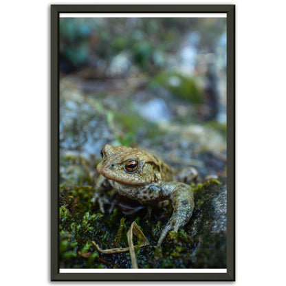 Erdkröte 7 - Printree.ch amphibisch, biologie, fauna, Foto, Fotografie, frosch, gemeinsam, kröte, makro, Martin_Reichenbach, nahaufnahme, natur, teich, tier, wild