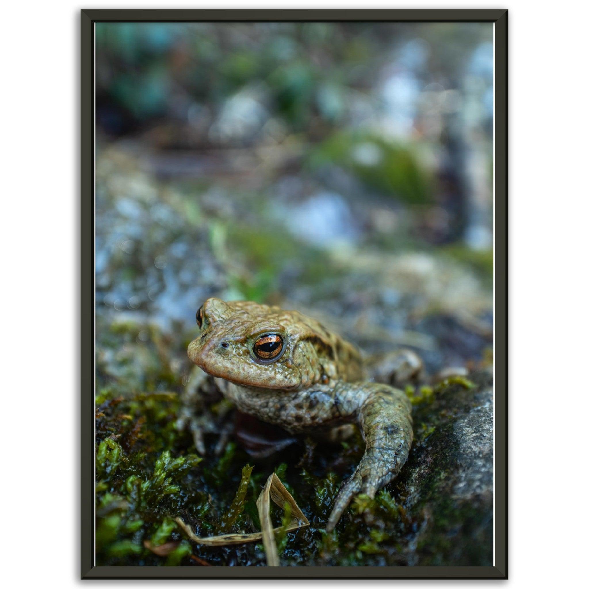 Erdkröte 7 - Printree.ch amphibisch, biologie, fauna, Foto, Fotografie, frosch, gemeinsam, kröte, makro, Martin_Reichenbach, nahaufnahme, natur, teich, tier, wild