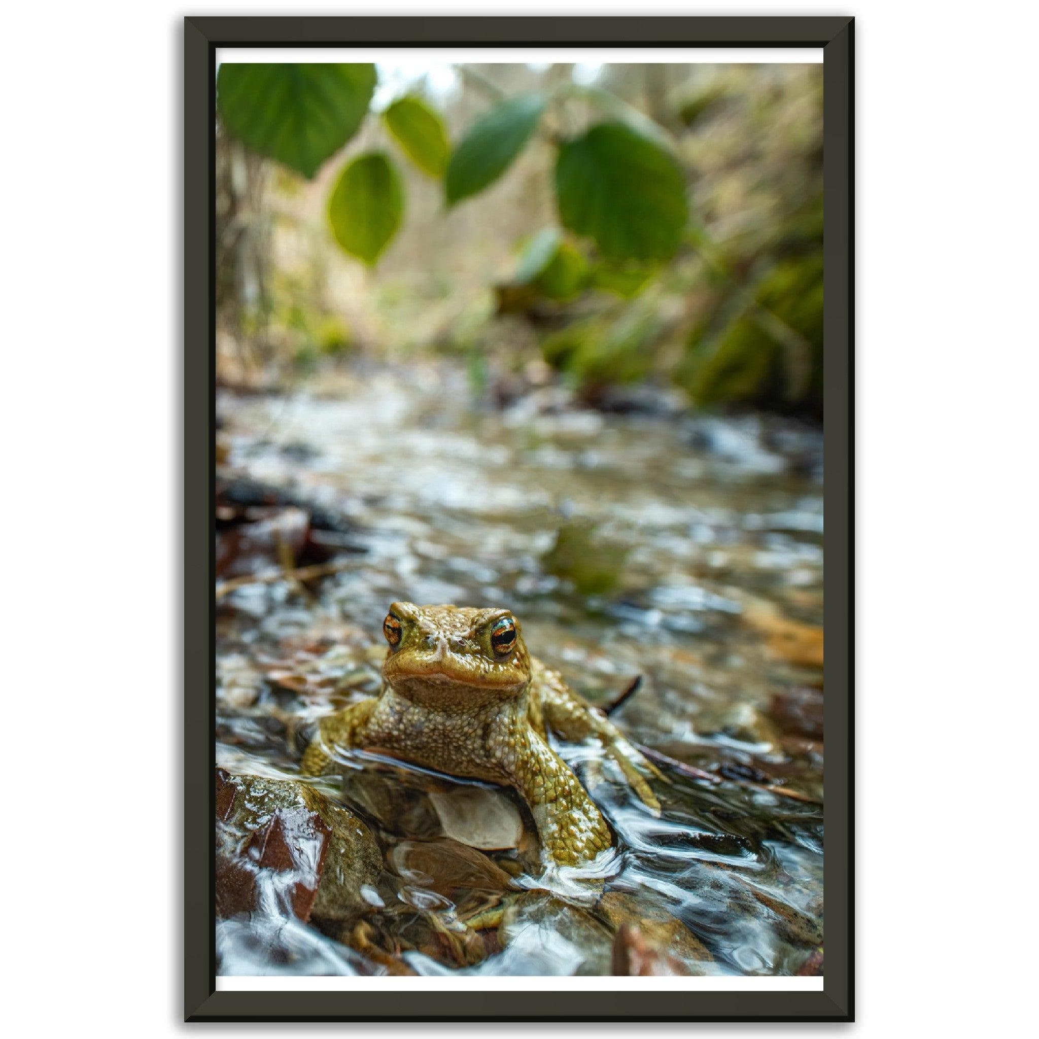 Erdkröte im Bach - Printree.ch amphibisch, biologie, fauna, Foto, Fotografie, frosch, gemeinsam, kröte, makro, Martin_Reichenbach, nahaufnahme, natur, teich, tier, wild