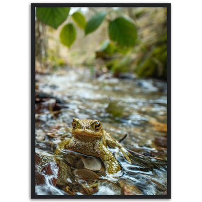 Erdkröte im Bach - Printree.ch amphibisch, biologie, fauna, Foto, Fotografie, frosch, gemeinsam, kröte, makro, Martin_Reichenbach, nahaufnahme, natur, teich, tier, wild