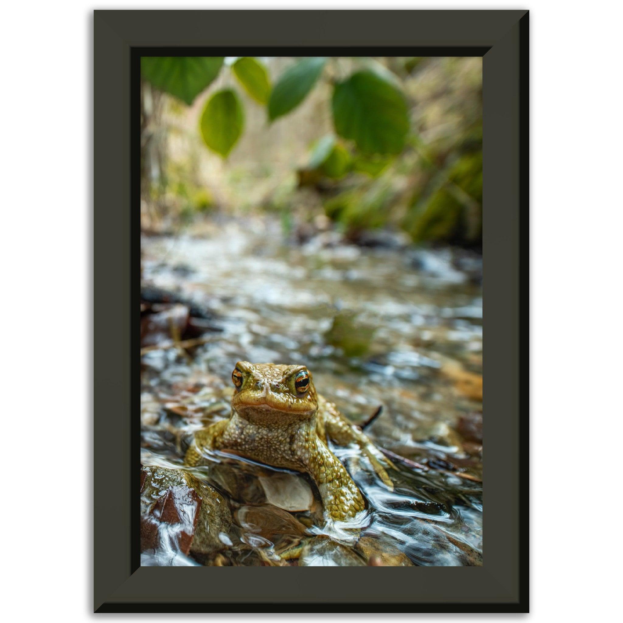 Erdkröte im Bach - Printree.ch amphibisch, biologie, fauna, Foto, Fotografie, frosch, gemeinsam, kröte, makro, Martin_Reichenbach, nahaufnahme, natur, teich, tier, wild