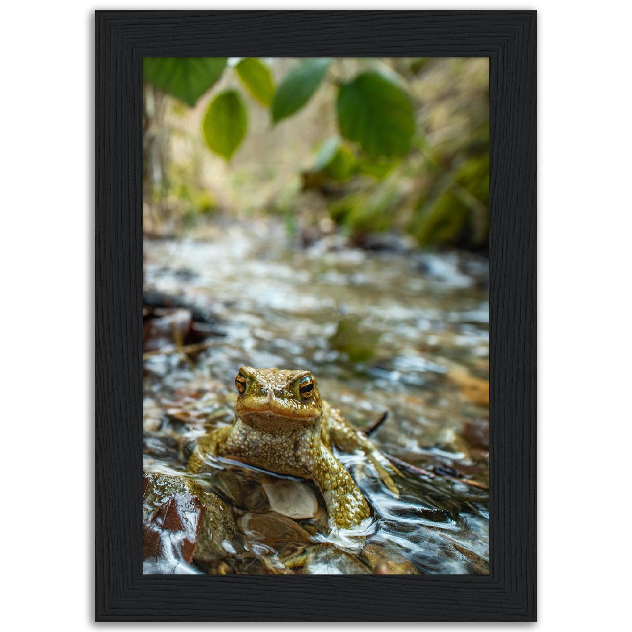 Erdkröte im Bach - Printree.ch amphibisch, biologie, fauna, Foto, Fotografie, frosch, gemeinsam, kröte, makro, Martin_Reichenbach, nahaufnahme, natur, teich, tier, wild