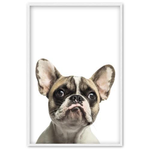 Französische Bulldoge - Printree.ch Ausdruck, braun, Bulldogge, faltig, französisch, Französische Bulldogge, Haustier, Hintergrund, Hund, hündisch, isoliert, isoliert auf weiß, liebenswert, lustig, niedlich, Ohren, Porträt, Rasse, sitzend, Stammbaum, Studio, Studioaufnahme, süß, Tier, vorne, weiß, weißer Hintergrund, Welpe