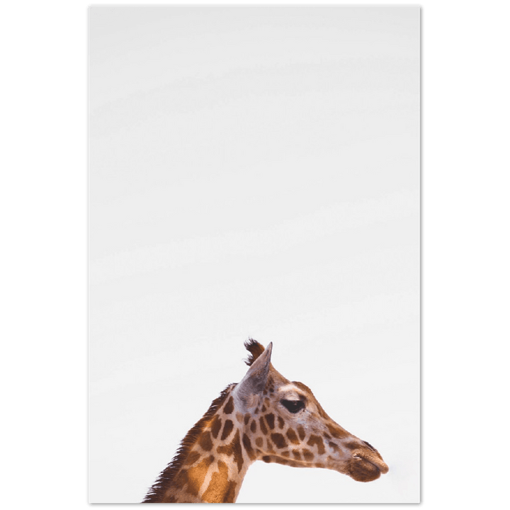 Giraffe - Printree.ch Foto, Fotografie, Giraffe, Minimal, Portrait Tier, Tier, Wildtiere