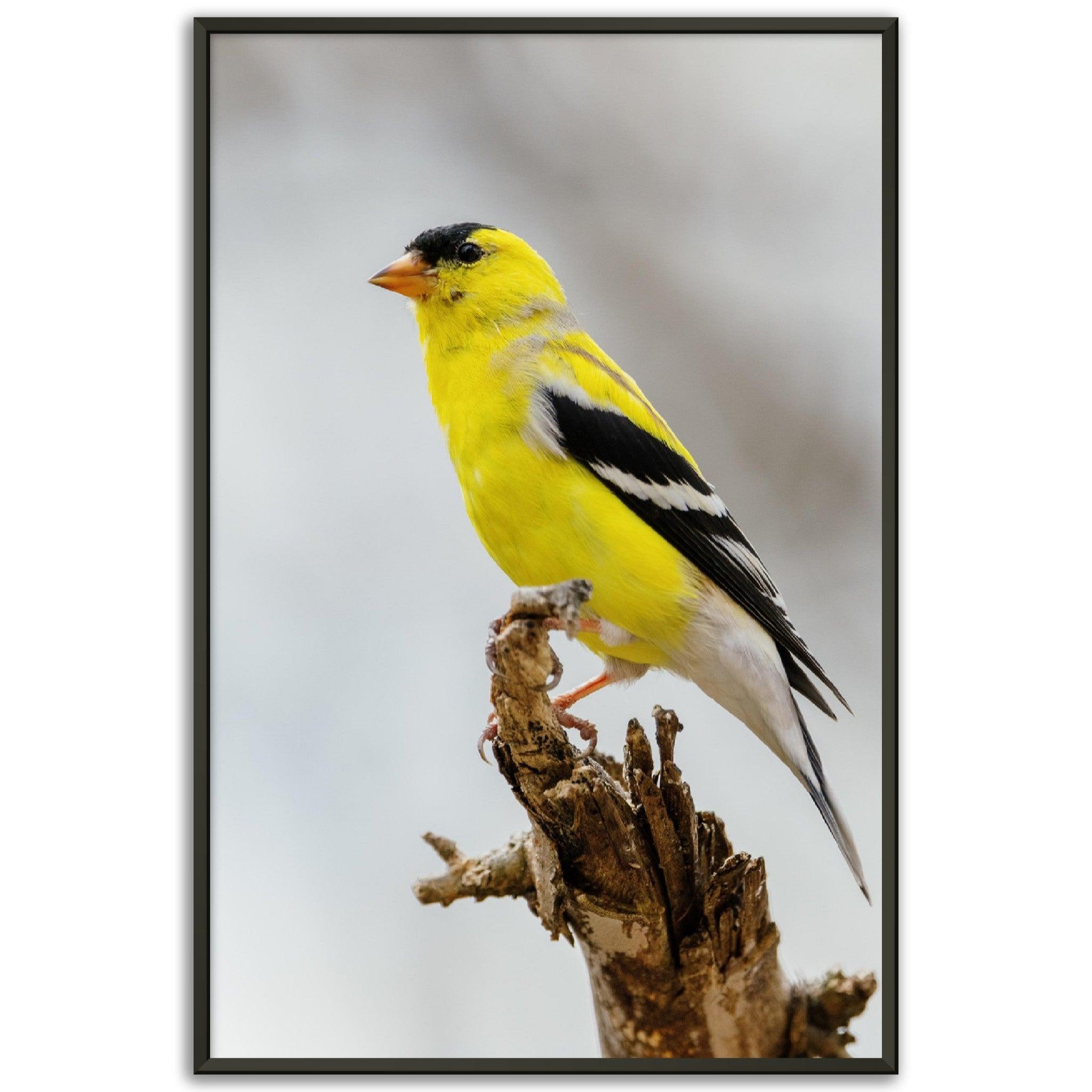 Goldene Natur Poster - Printree.ch Foto, Fotografie, gelb, Unsplash