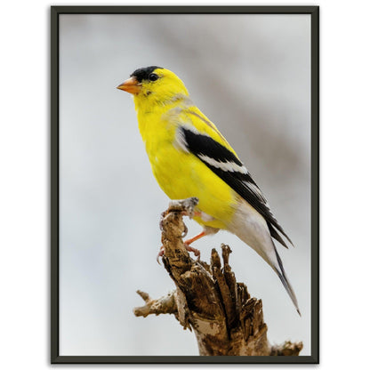 Goldene Natur Poster - Printree.ch Foto, Fotografie, gelb, Unsplash