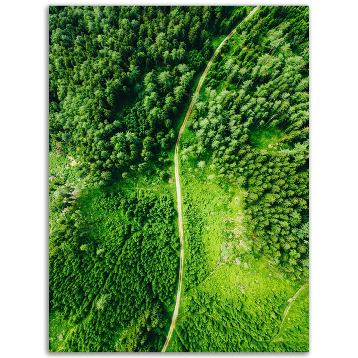 Grüner Wald - Printree.ch grün