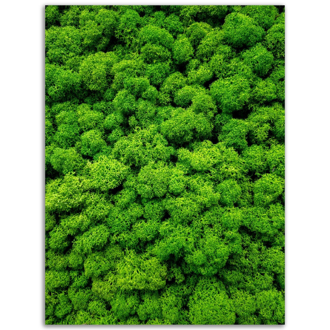 Grünes Moos - Printree.ch Foto, Fotografie, grün, Unsplash