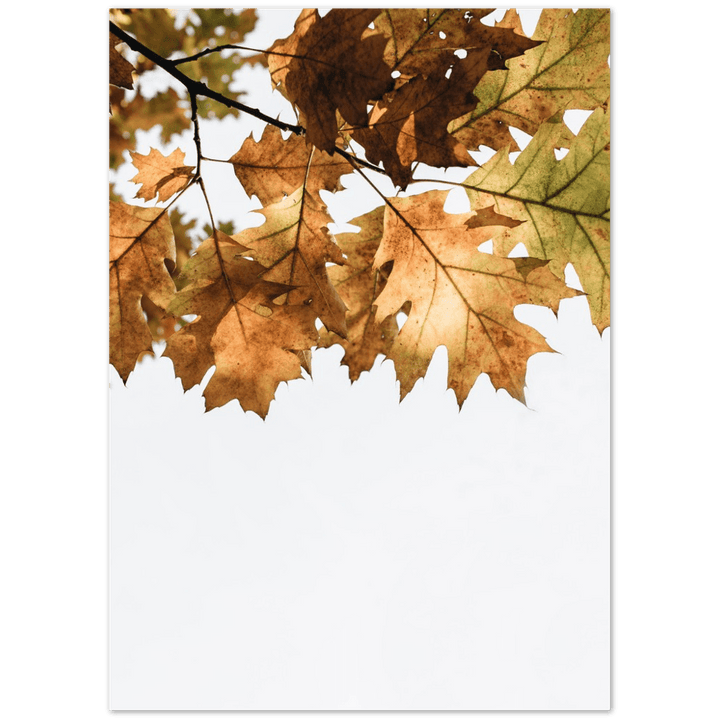 Herbst Blätter - Printree.ch Foto, Fotografie, minimalistischen Lebensstil