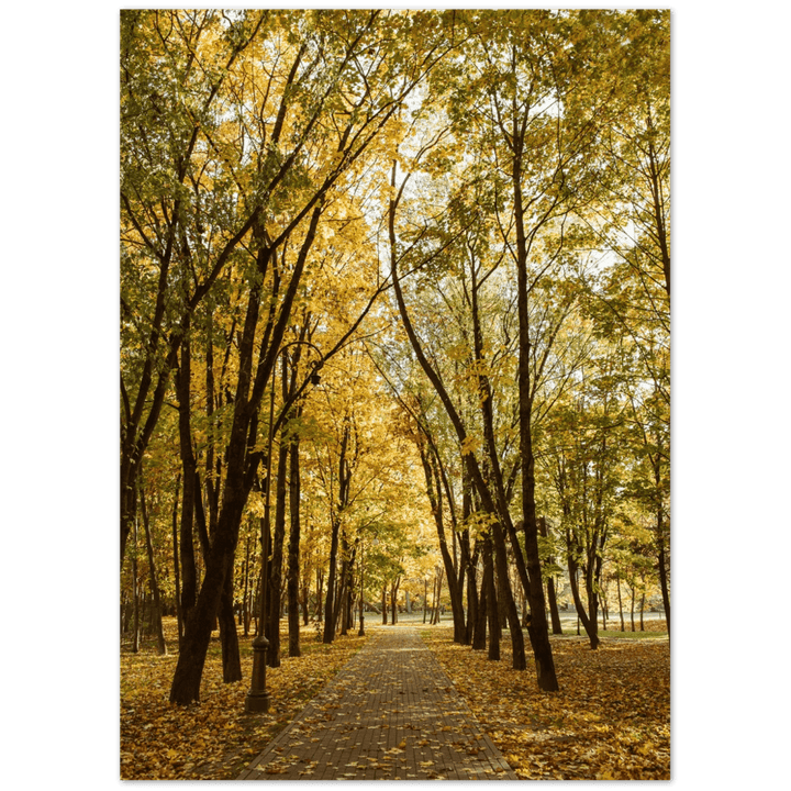 Herbst-Weg - Printree.ch Foto, Fotografie