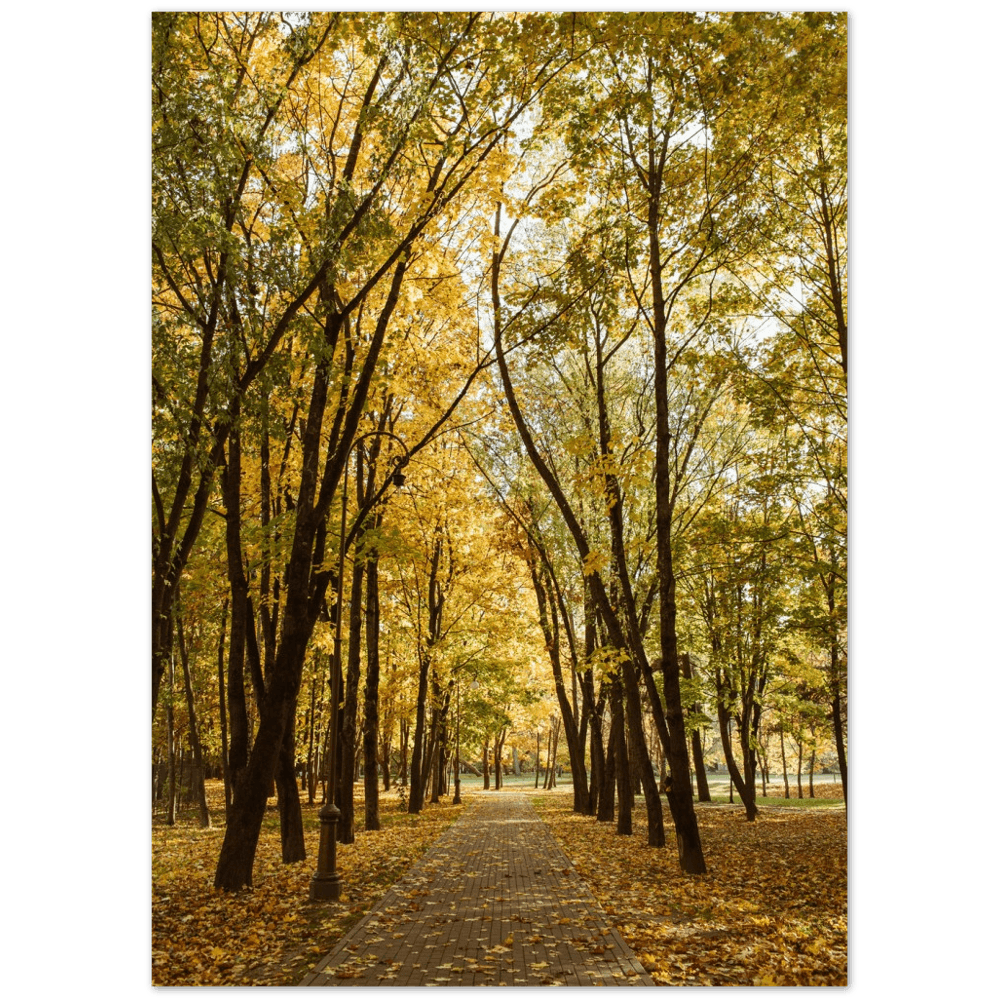 Herbst-Weg - Printree.ch Foto, Fotografie