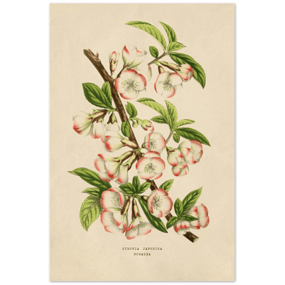 Pflanzen - Cydonia Japonica - Printree.ch Aquarell, art, background, beautiful, Blatt, bloom, blossom, Blume, Blätter, Blüte, Blütenblatt, botanical, Botanik, botanisch, botany, branch, decoration, Dekoration, design, drawing, flora, floral, flower, Frühling, garden, Garten, Grafik, graphic, Hintergrund, illustration, isolated, isoliert, Kunst, leaf, leaves, Malerei, Natur, nature, painting, petal, Pflanze, plant, retro, schön, Sommer, spring, summer, vintage, watercolor, weiss, white, Zeichnung, Zweig