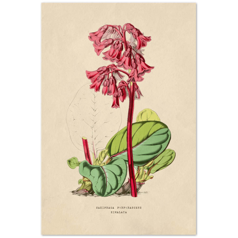 Pflanzen - Saxifraga Purpurascens-Print Material-Printree.ch
