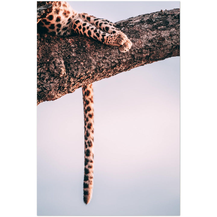 Leopardenpracht - Printree.ch Foto, Fotografie, Tier, Tiere, Tierthemen, Unsplash, Wildtiere