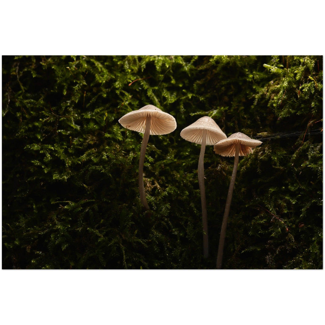 Leuchtende Pilze - Printree.ch Foto, Fotografie, Makro, Martin_Reichenbach, Poster