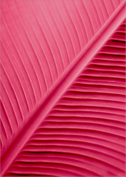 Palmblatt - Viva Magenta Red Trendfarbe für 2023 - Printree.ch 2023, Foto, Fotografie, Poster