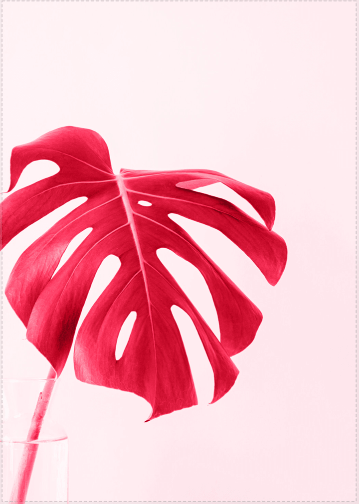 Pflanze - Viva Magenta Red Trendfarbe für 2023 - Printree.ch 2023, Poster