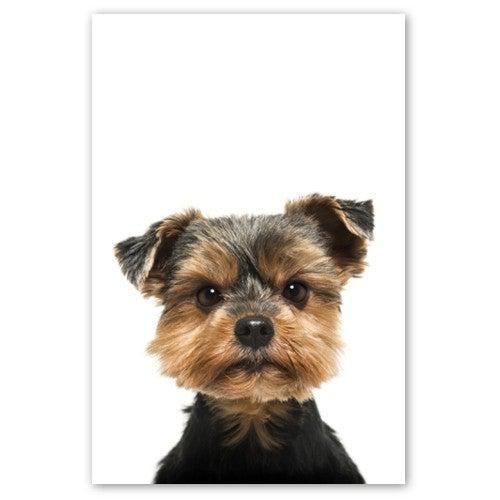 Portrait Yorkshire Terrier - Printree.ch bezaubernd, braun, ein, haar, haustier, hintergrund, hund, hunde, häuslich, hübsch, isoliert, jung, kamera, klein, niedlich, porträt, rasse, reinrassig, schauend, schuss, schwarz, stammbaum, studio, terrier, tier, weiß, welpe, wenig, yorkie, yorkshire