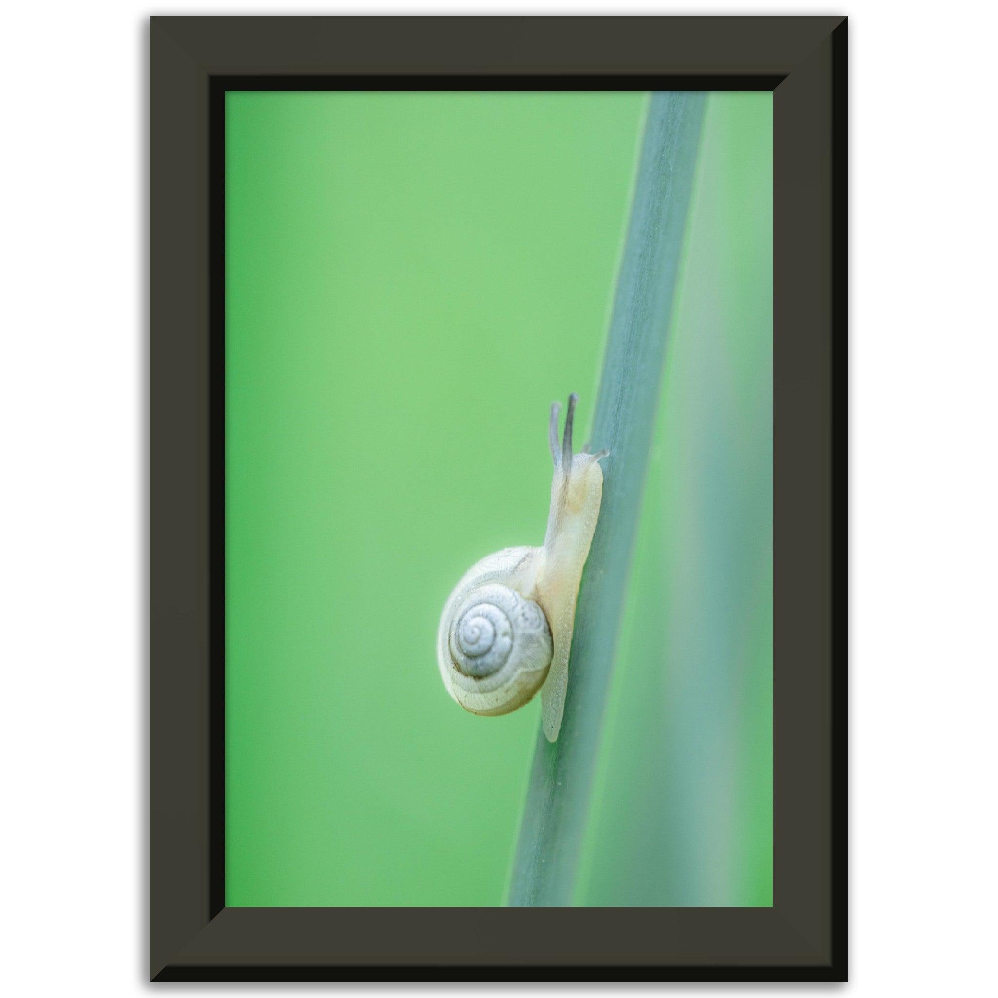 Schnecke 1 - Printree.ch amphibisch, biologie, fauna, Foto, Fotografie, frosch, gemeinsam, makro, Martin_Reichenbach, nahaufnahme, natur, schnecke, teich, tier, wild