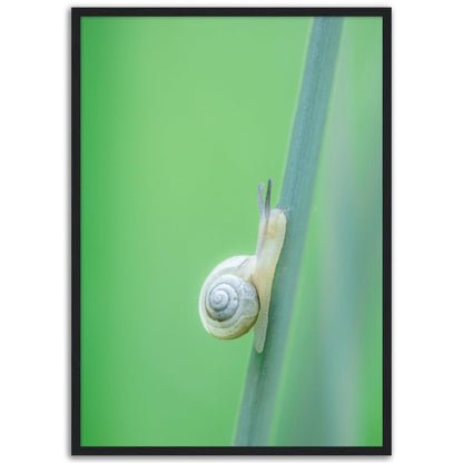 Schnecke 1 - Printree.ch amphibisch, biologie, fauna, Foto, Fotografie, frosch, gemeinsam, makro, Martin_Reichenbach, nahaufnahme, natur, schnecke, teich, tier, wild