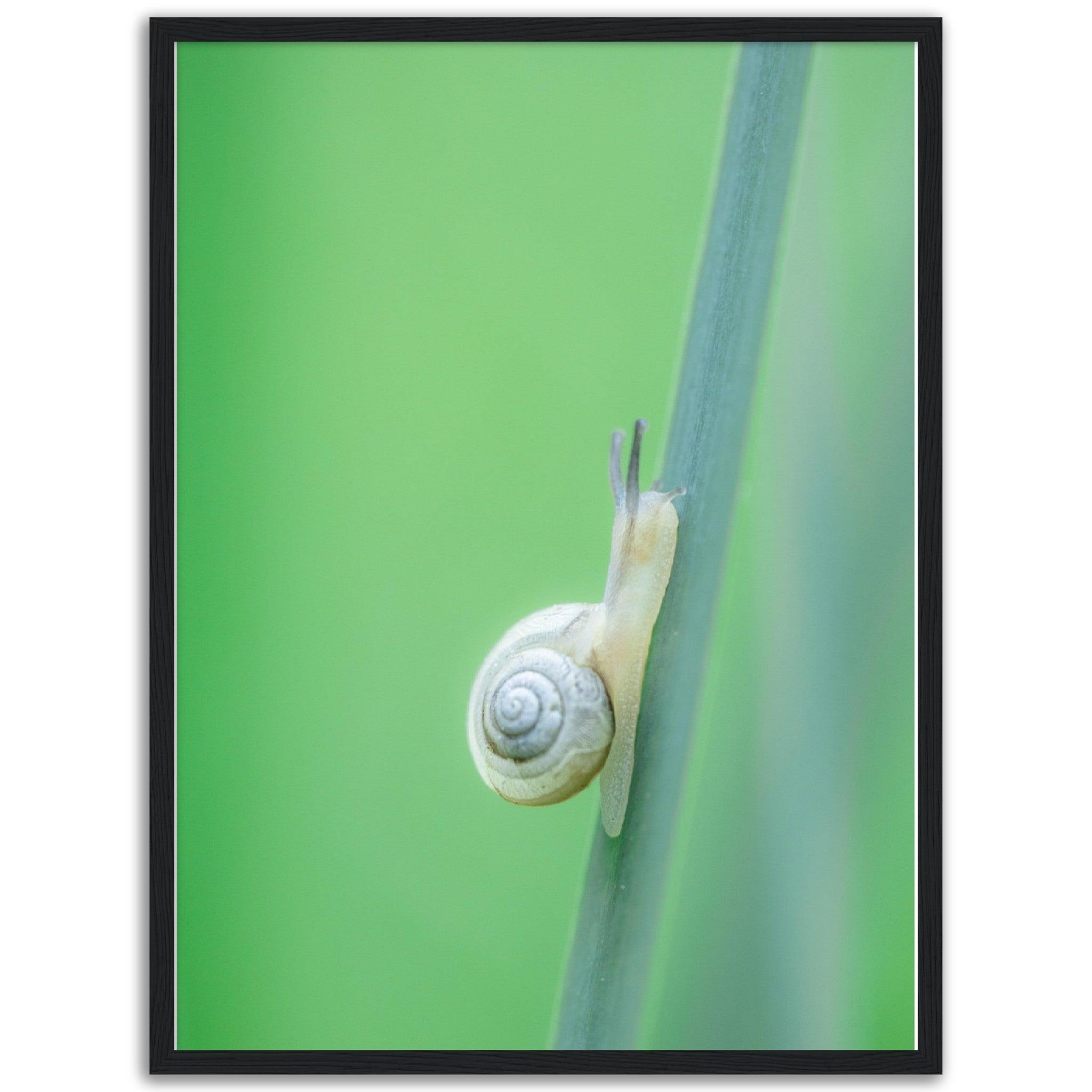 Schnecke 1 - Printree.ch amphibisch, biologie, fauna, Foto, Fotografie, frosch, gemeinsam, makro, Martin_Reichenbach, nahaufnahme, natur, schnecke, teich, tier, wild