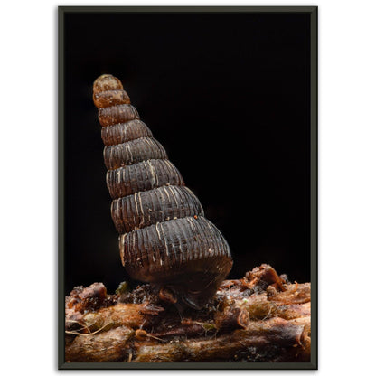 Schnecke 4 - Printree.ch amphibisch, biologie, fauna, Foto, Fotografie, frosch, gemeinsam, makro, Martin_Reichenbach, nahaufnahme, natur, schnecke, teich, tier, wild