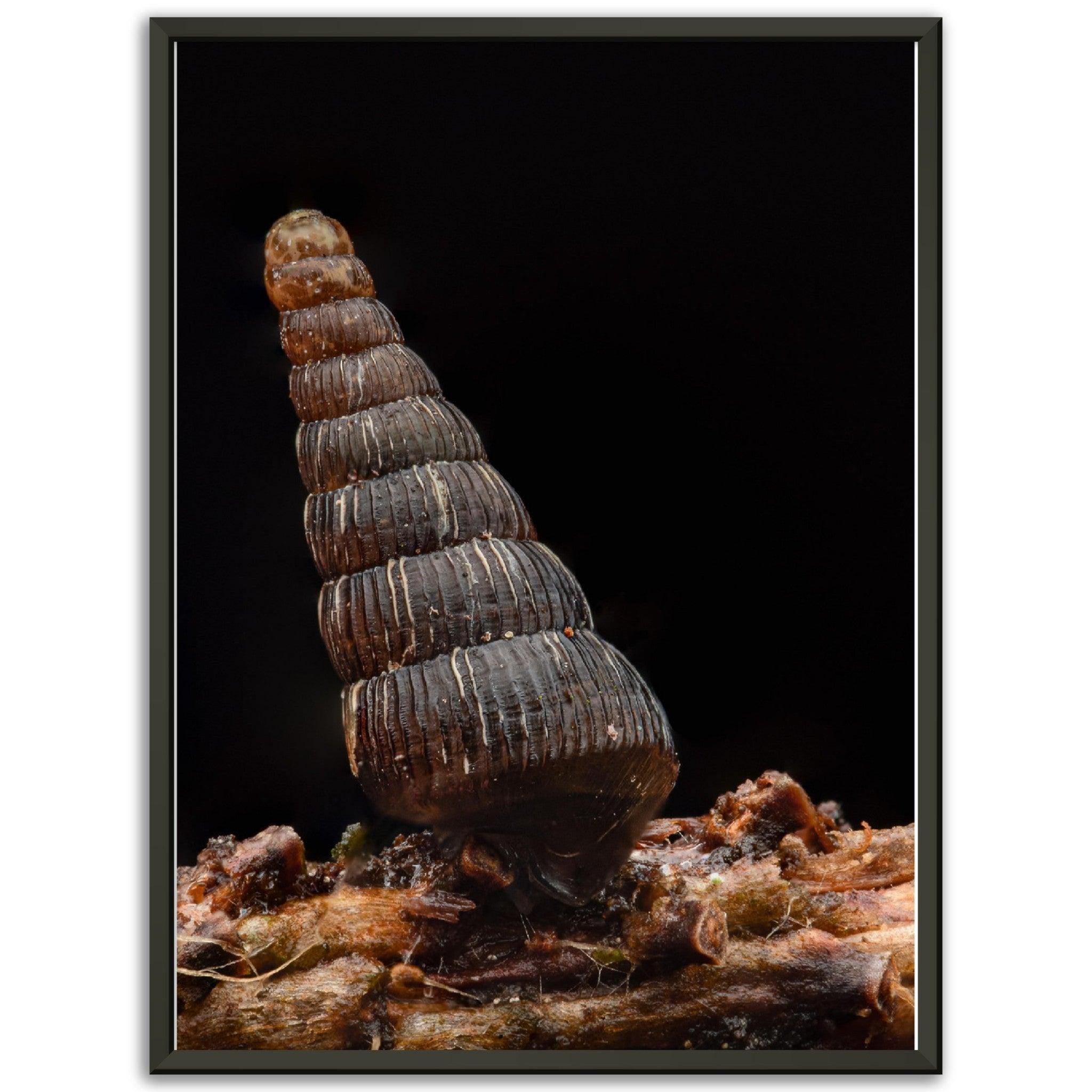 Schnecke 4 - Printree.ch amphibisch, biologie, fauna, Foto, Fotografie, frosch, gemeinsam, makro, Martin_Reichenbach, nahaufnahme, natur, schnecke, teich, tier, wild