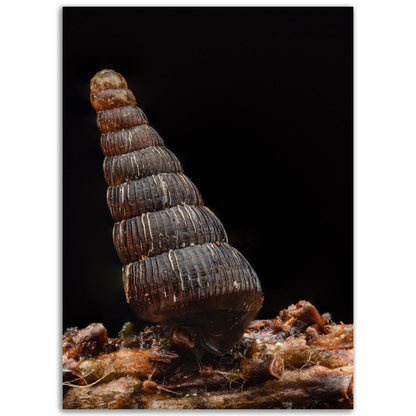 Schnecke 4 - Printree.ch amphibisch, biologie, fauna, Foto, Fotografie, frosch, gemeinsam, makro, Martin_Reichenbach, nahaufnahme, natur, schnecke, teich, tier, wild