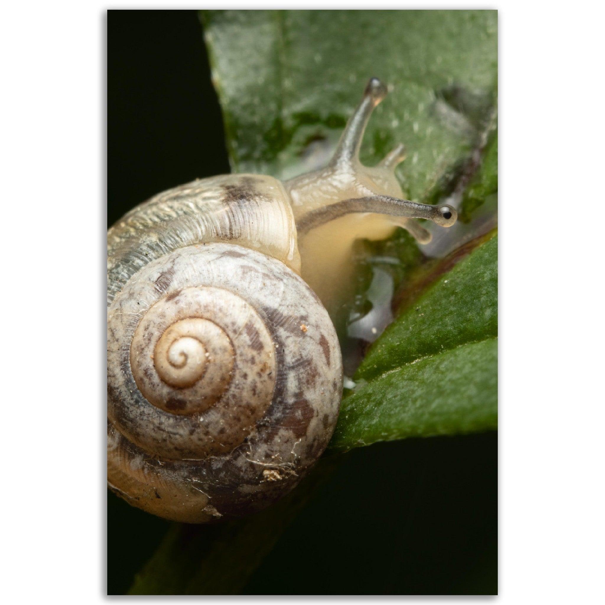 Schnecke 6 - Printree.ch amphibisch, biologie, fauna, Foto, Fotografie, frosch, gemeinsam, makro, Martin_Reichenbach, nahaufnahme, natur, schnecke, teich, tier, wild