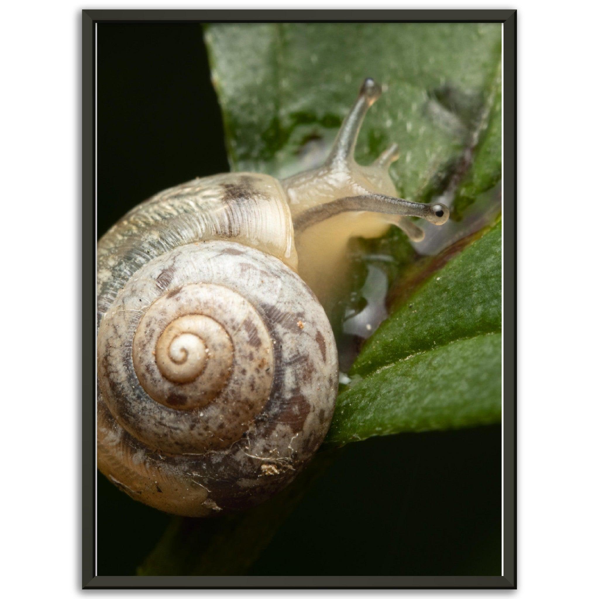 Schnecke 6 - Printree.ch amphibisch, biologie, fauna, Foto, Fotografie, frosch, gemeinsam, makro, Martin_Reichenbach, nahaufnahme, natur, schnecke, teich, tier, wild