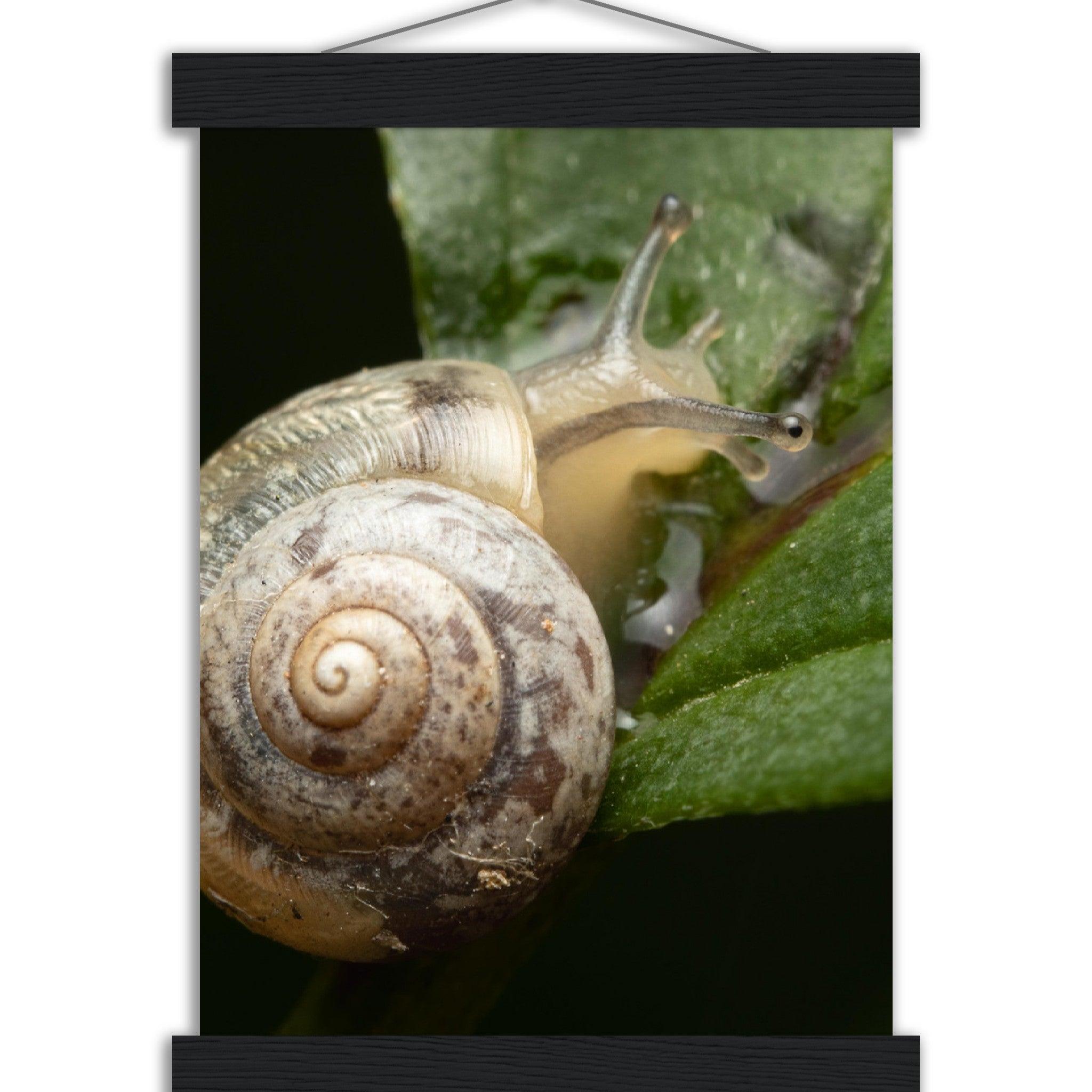 Schnecke 6 - Printree.ch amphibisch, biologie, fauna, Foto, Fotografie, frosch, gemeinsam, makro, Martin_Reichenbach, nahaufnahme, natur, schnecke, teich, tier, wild