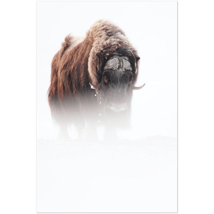 Tierwelt Poster - Printree.ch Foto, Fotografie, Tier, Tiere, Tierthemen, Unsplash, Wildtiere