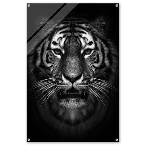 Tiger Schwarz-Weiss - Printree.ch art, detail, dunkel, fotografie, gesicht, groß, hintergrund, kopf, kraftvoll, kunst, licht, low key, monochrom, nahaufnahme, porträt, schwarz, schwarzer hintergrund, tier, weiß