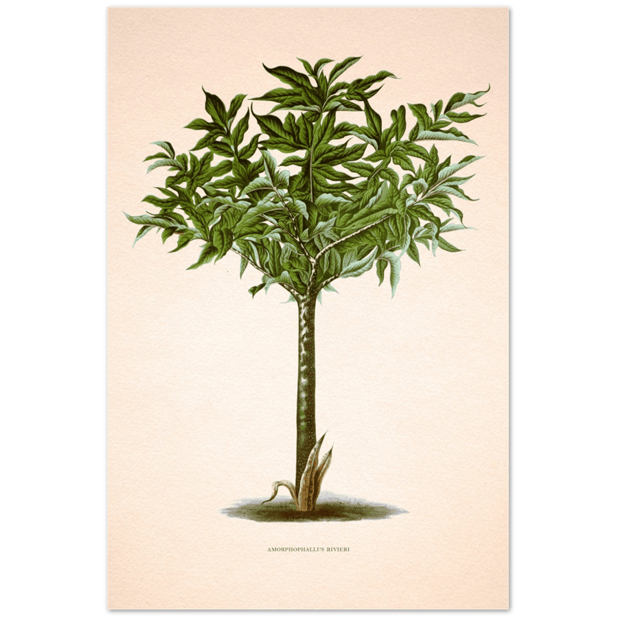 Tropischer Baum - Amorphophallus Rivieri-Print Material-Printree.ch