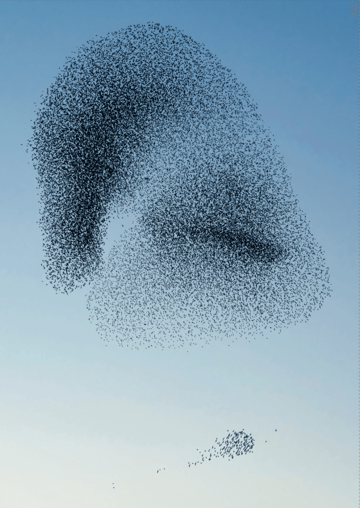 Vogelschwarm 1 - Printree.ch 
