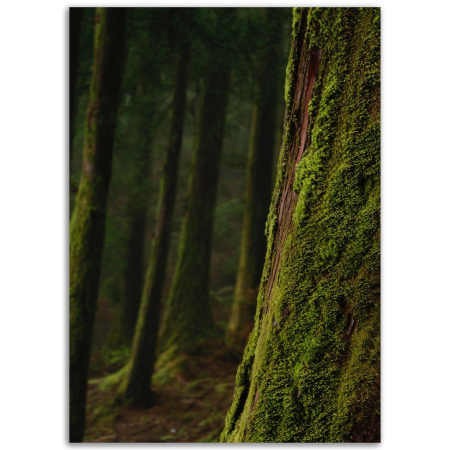 Wald und Moos - Printree.ch baum